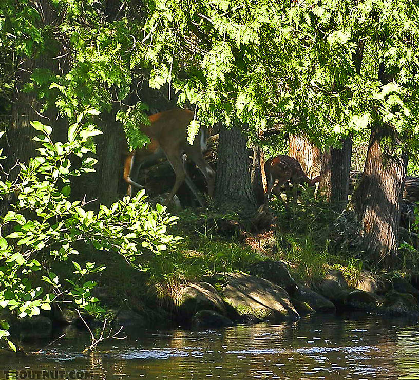 A whitetail doe and her fawn lurk in the shadows, waiting to strike. From the Bois Brule River in Wisconsin.