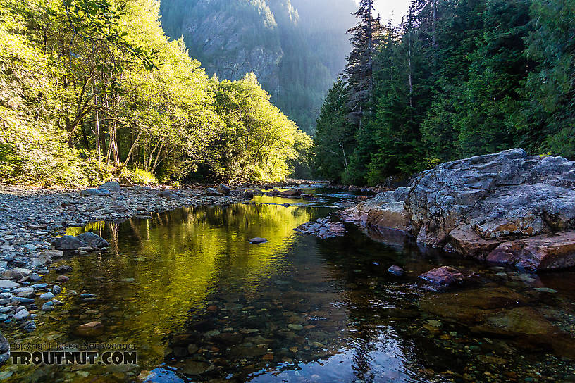  From the South Fork Snoqualmie River in Washington.