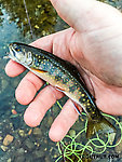 Hard to believe, but I think this was my first brook trout in six years! I had caught every other North American Salvelinus more recently than a brookie. From the South Fork Snoqualmie River in Washington.