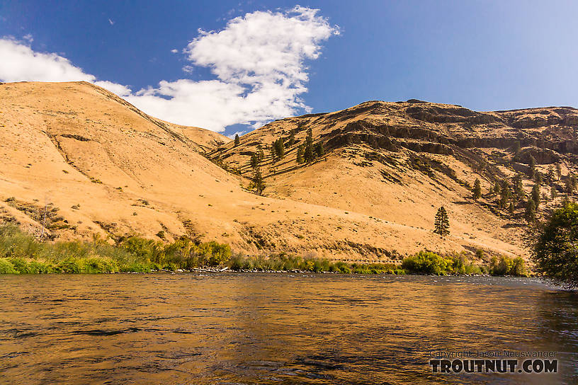  From the Yakima River in Washington.