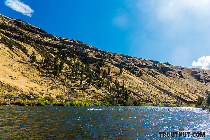  From the Yakima River in Washington.