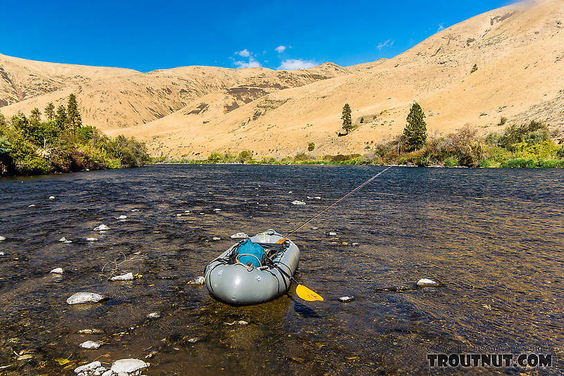  From the Yakima River in Washington.