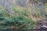  From the Yakima River in Washington.