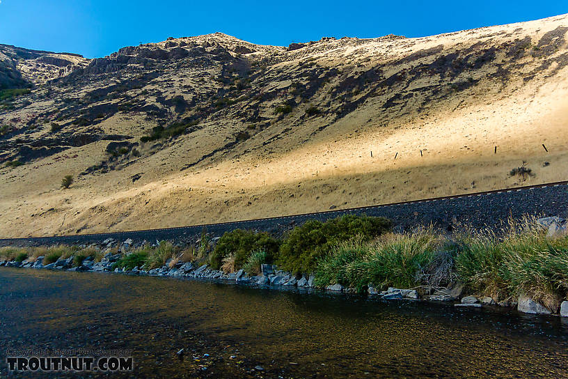  From the Yakima River in Washington.