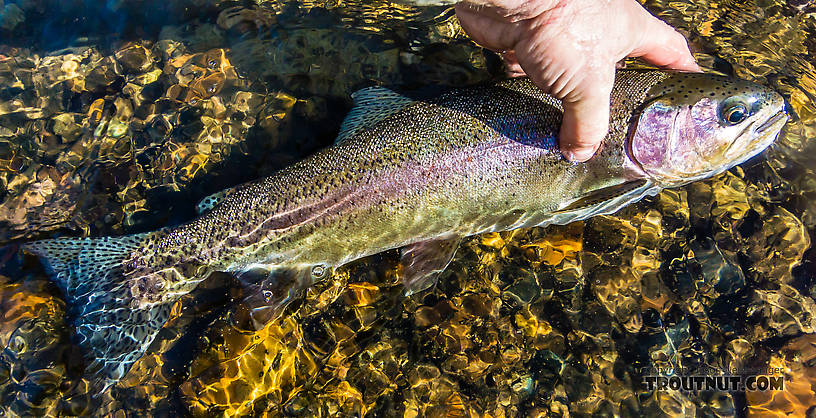 I caught this 18-incher about half an hour after playing for 3-5 minutes and then losing what I'm pretty sure was the same fish. It's the first time a big trout ever gave me a second chance. Both hookings were on a size 18 parachute BWO to match the light Baetid hatch the fish were rising to. From the Yakima River in Washington.