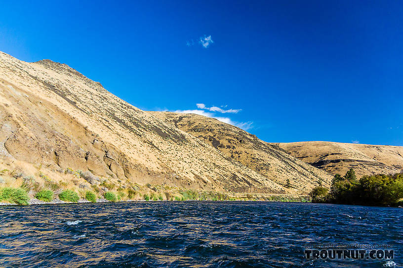  From the Yakima River in Washington.