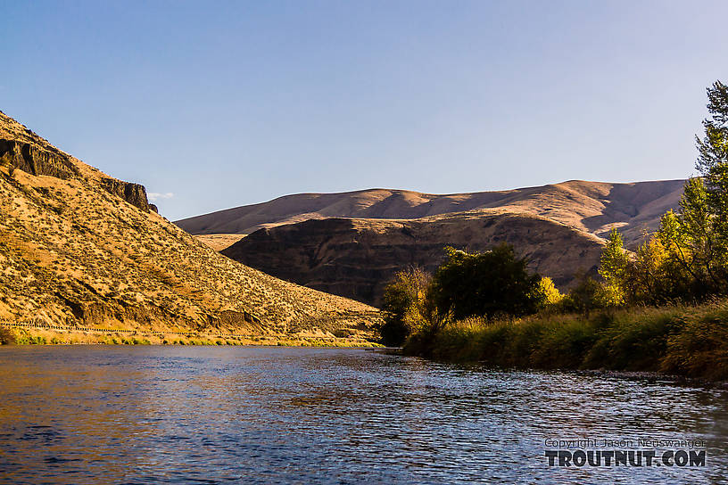  From the Yakima River in Washington.