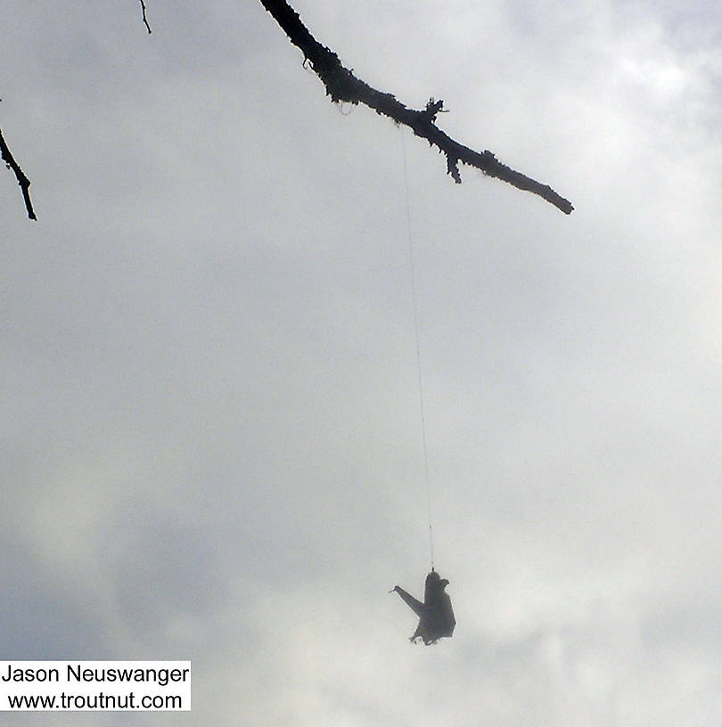 It seems somebody lost a fly on a tree limb as they floated down the river, and this bat flew by and attacked it and got stuck. Either that, or the bat caught their fly as they were fishing and wrapped it around the limb as he was fighting to get away. Either could happen, although the former possibility is a bit more likely. From the Bois Brule River in Wisconsin.