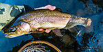 20" rainbow caught swinging a sculpzilla through a deep riffle From the Yakima River in Washington.