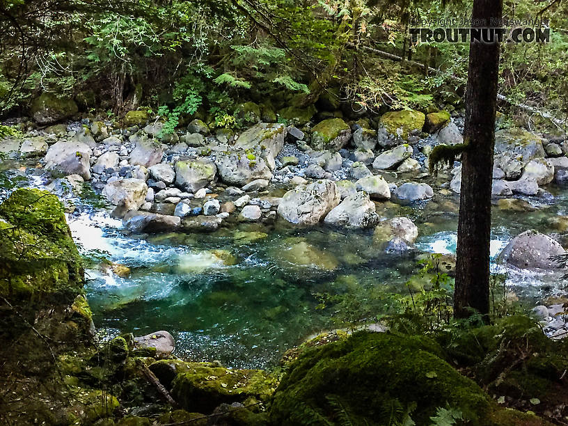  From the Taylor River in Washington.