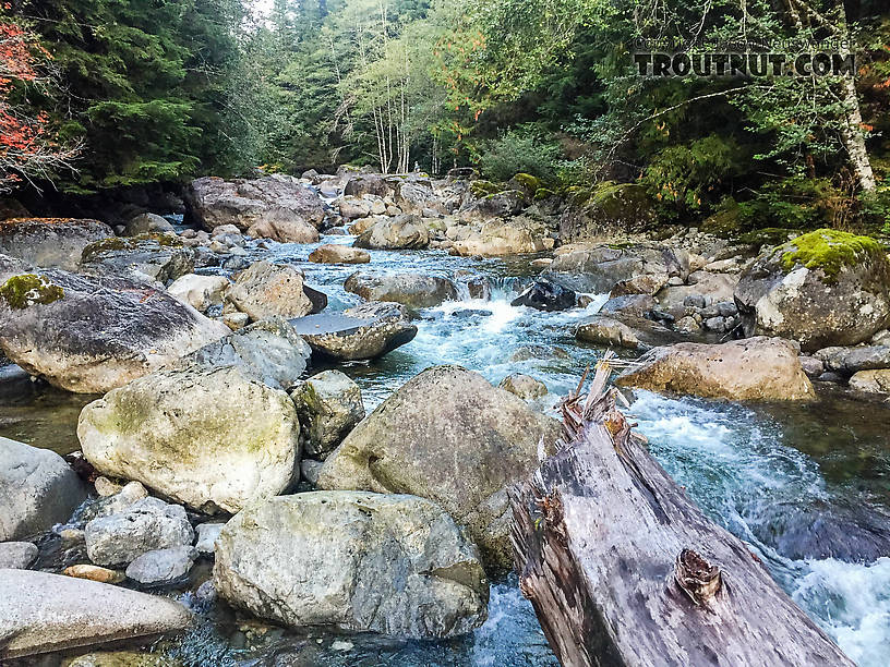  From the Taylor River in Washington.