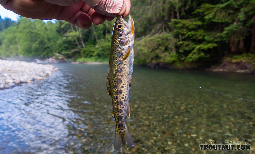  From the South Fork Snoqualmie River in Washington.