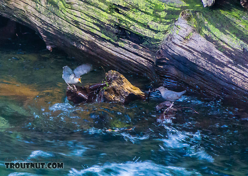  From the South Fork Snoqualmie River in Washington.