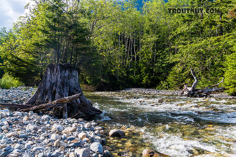  From the South Fork Snoqualmie River in Washington.