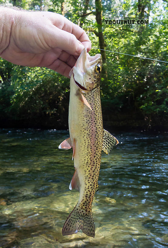 Cedar River rainbow From the Cedar River in Washington.