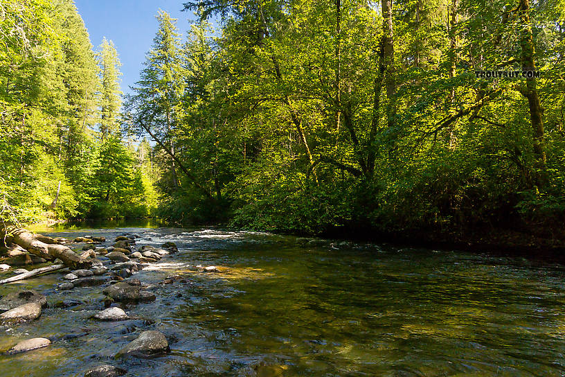  From the Cedar River in Washington.