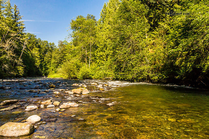  From the Cedar River in Washington.