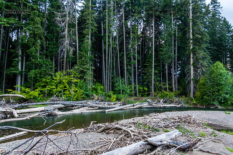 Yakima River From the Yakima River in Washington.