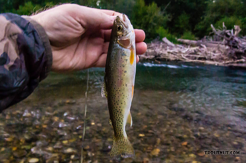  From the Yakima River in Washington.