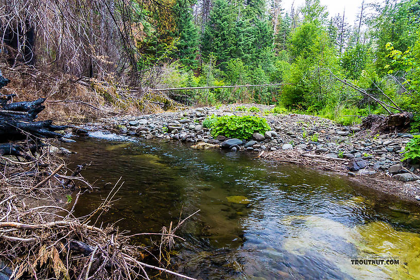  From the West Fork Teanaway River in Washington.