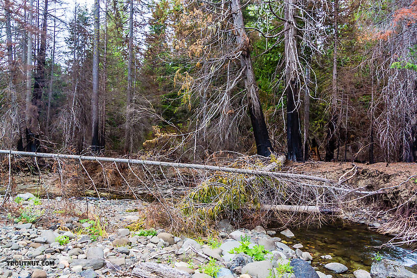  From the West Fork Teanaway River in Washington.