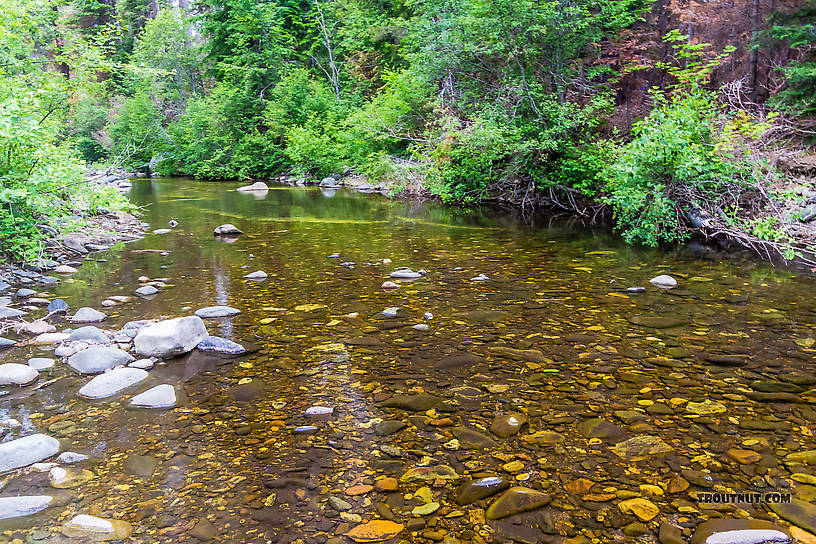  From the West Fork Teanaway River in Washington.