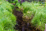 This little run held at least ten trout in the 6-9" range. From Mystery Creek # 199 in Washington.