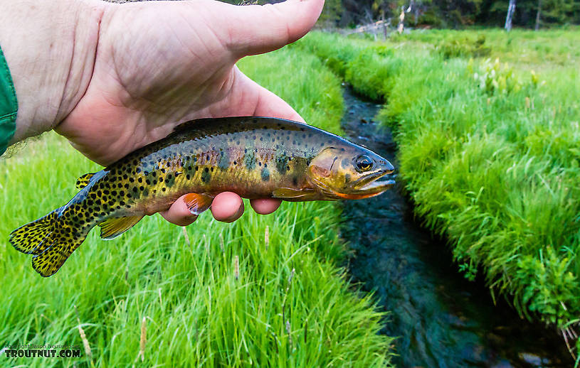 I think this is my largest trout ever, when measured as a proportion of the width of the stream where it was caught. From Mystery Creek # 199 in Washington.