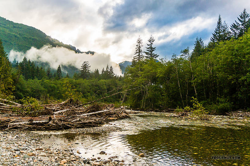  From the South Fork Snoqualmie River in Washington.