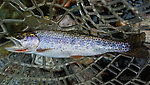  From the South Fork Snoqualmie River in Washington.