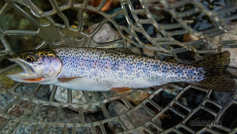  From the South Fork Snoqualmie River in Washington.