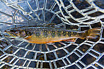 One of two nonnative Brook Trout I caught in this stream that held mostly Westslope Cutthroat. From the South Fork Manastash Creek in Washington.