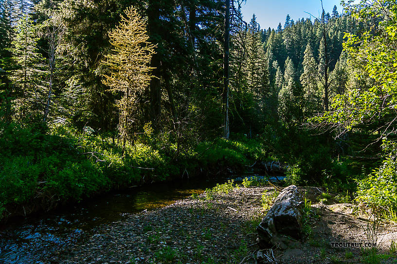  From the South Fork Manastash Creek in Washington.