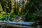  From the South Fork Manastash Creek in Washington.