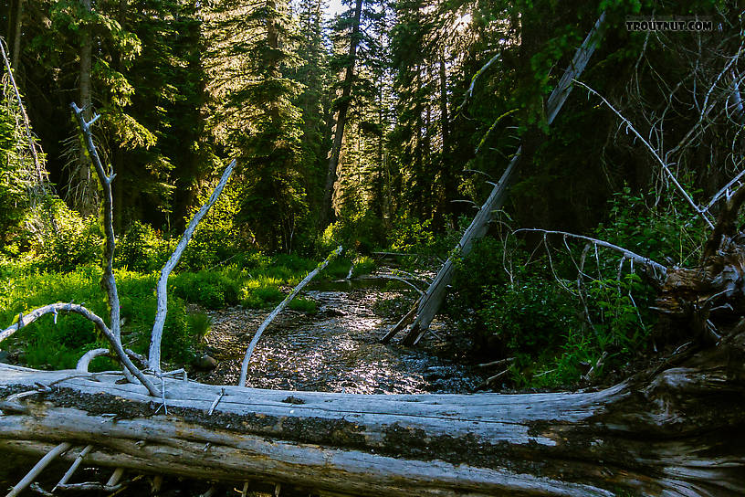  From the South Fork Manastash Creek in Washington.