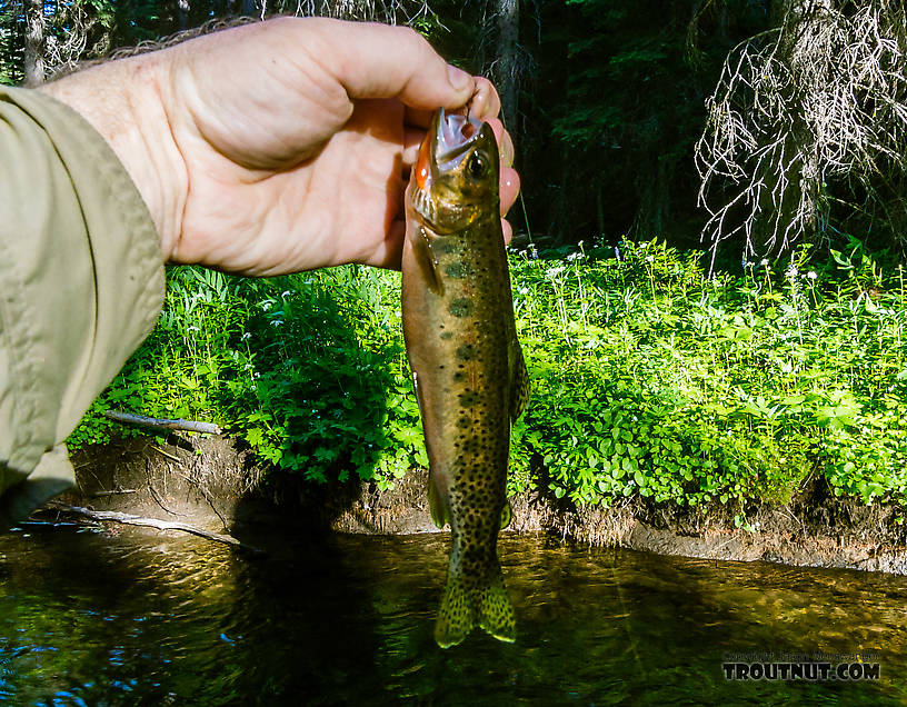  From the South Fork Manastash Creek in Washington.