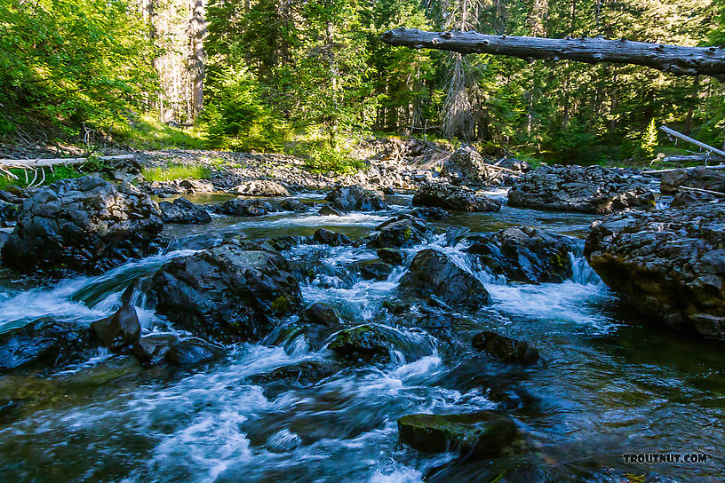  From the Little Naches River in Washington.