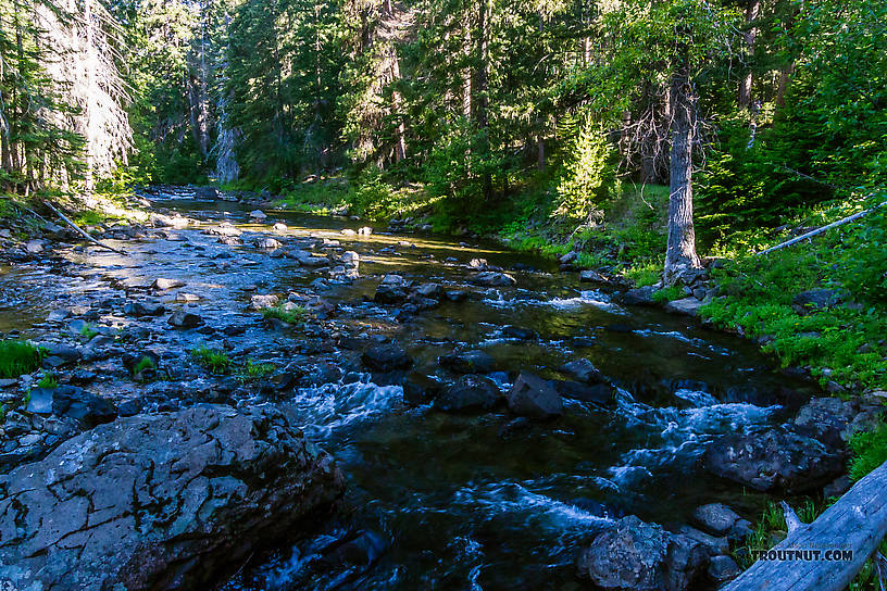  From the Little Naches River in Washington.