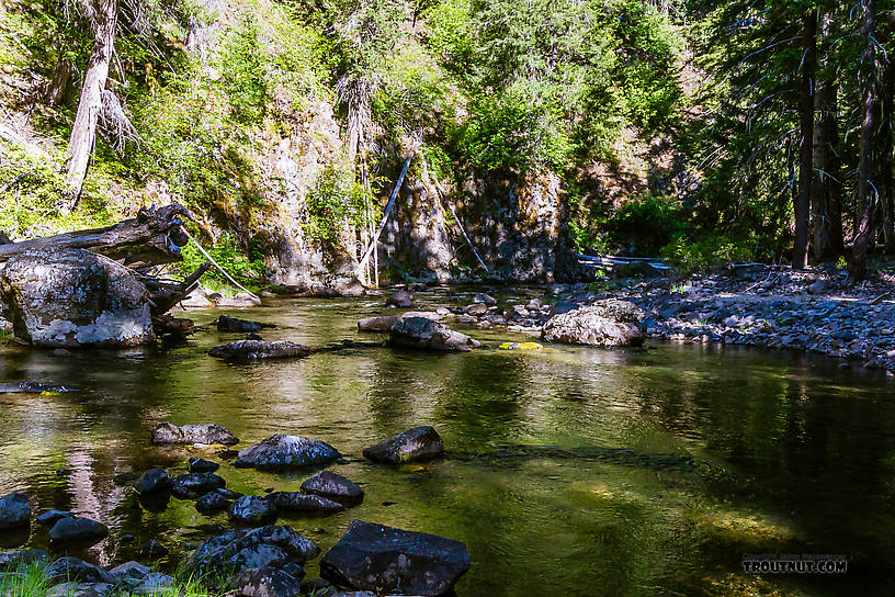  From the Little Naches River in Washington.