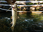  From the Little Naches River in Washington.