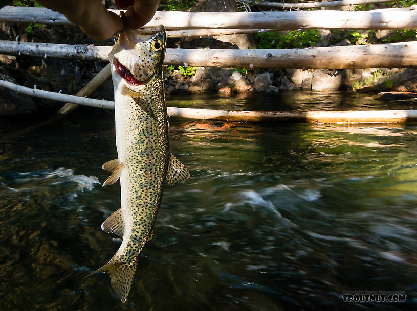  From the Little Naches River in Washington.