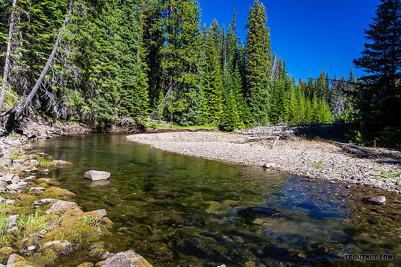  From the Little Naches River in Washington.