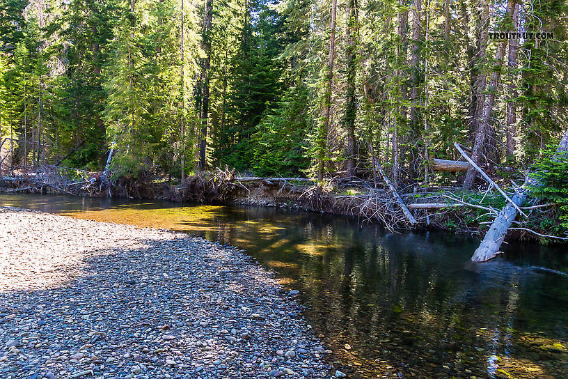  From the Little Naches River in Washington.