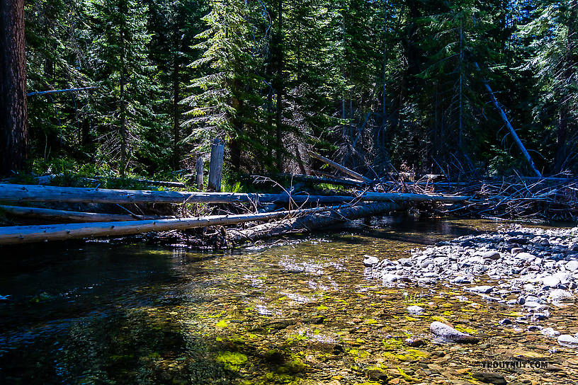  From the Little Naches River in Washington.