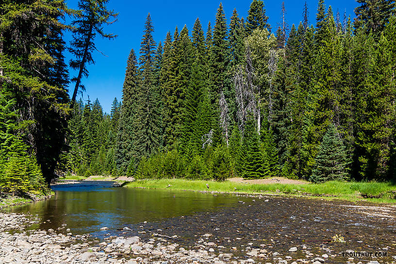  From the Little Naches River in Washington.