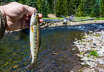  From the Little Naches River in Washington.