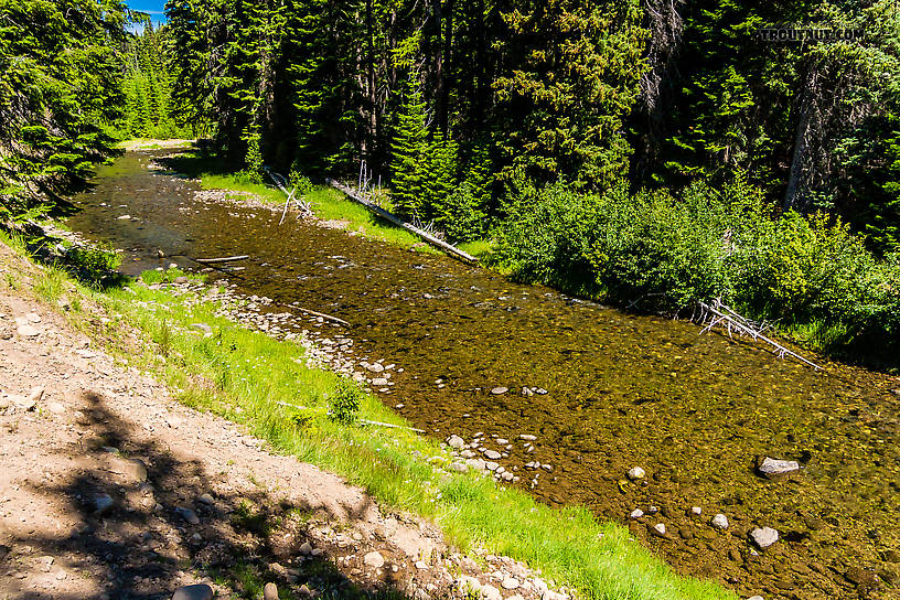  From the Little Naches River in Washington.