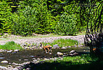  From the Little Naches River in Washington.