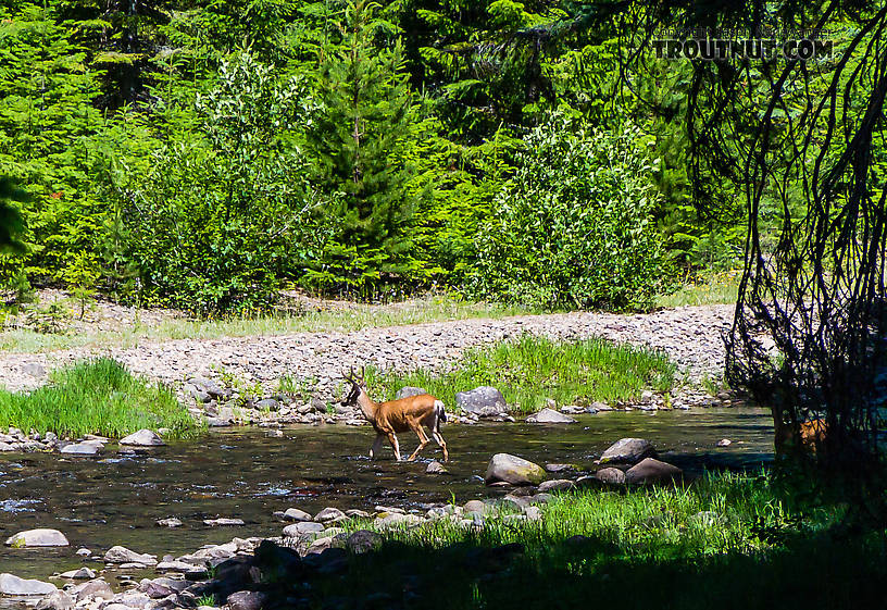  From the Little Naches River in Washington.