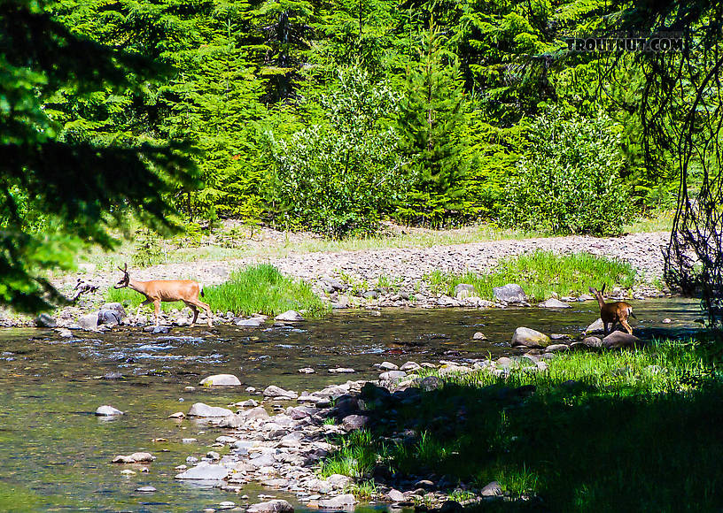  From the Little Naches River in Washington.